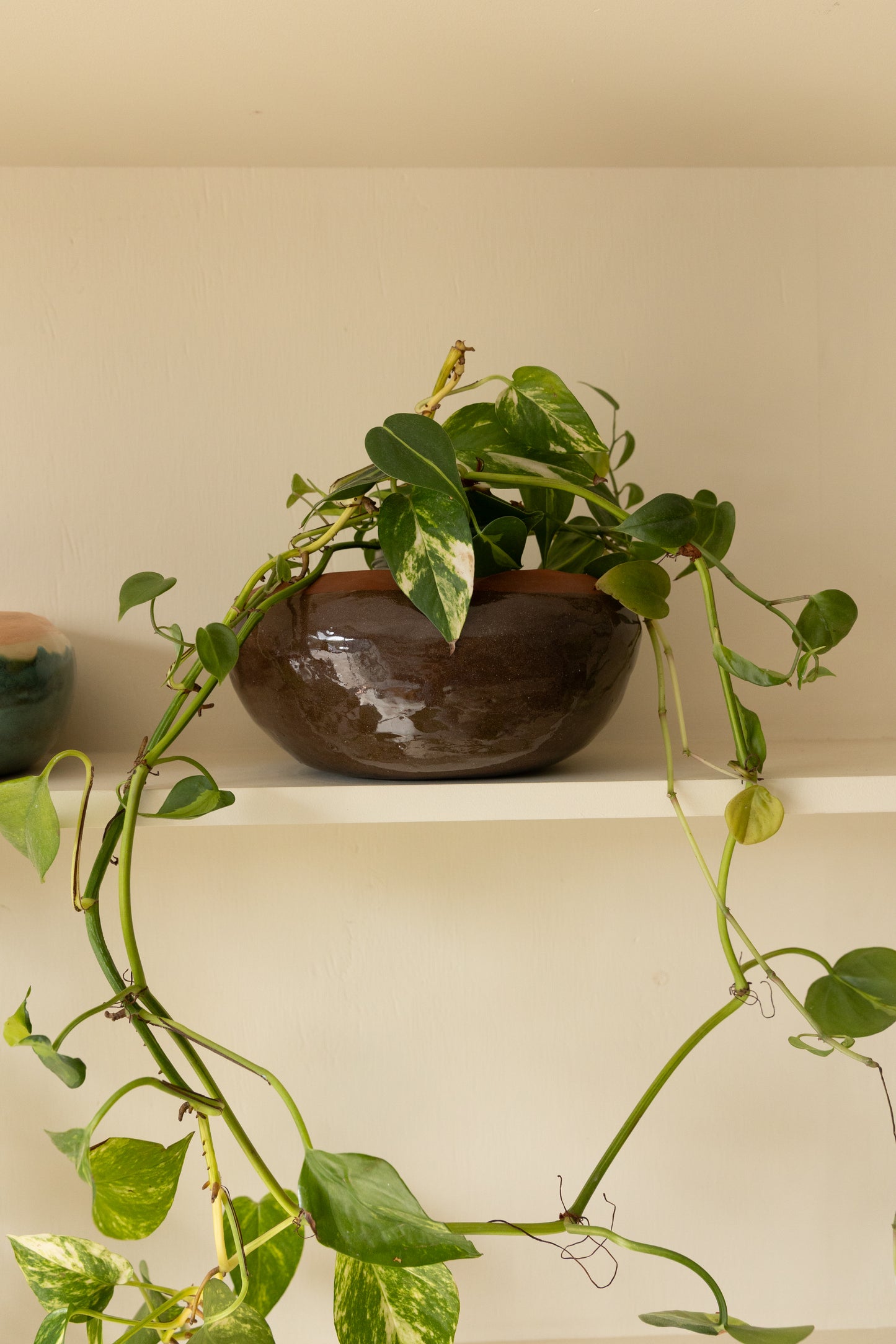 The Chocolate Hanging Planter
