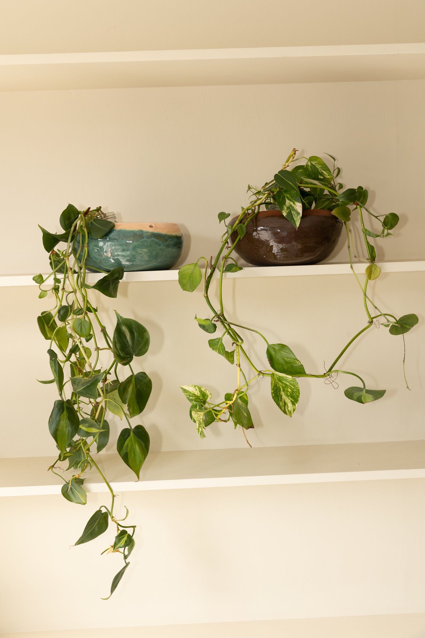 The Chocolate Hanging Planter