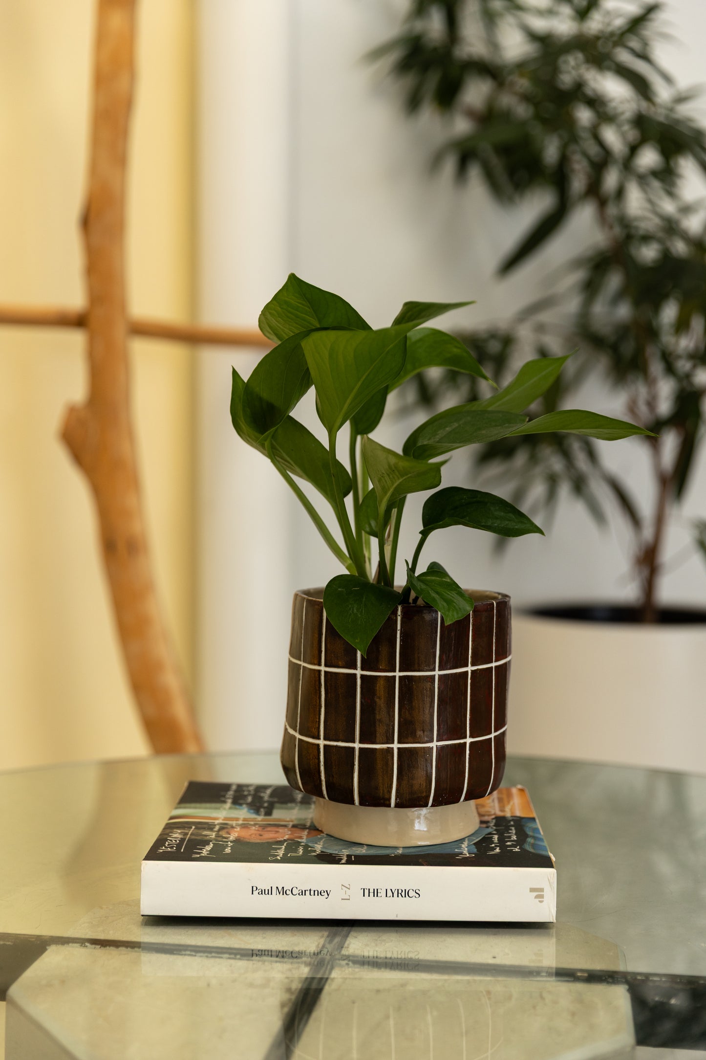 Chocolate Coated Planter Pot