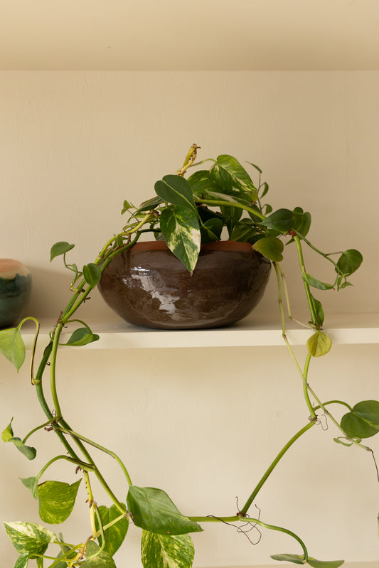 The Chocolate Hanging Planter