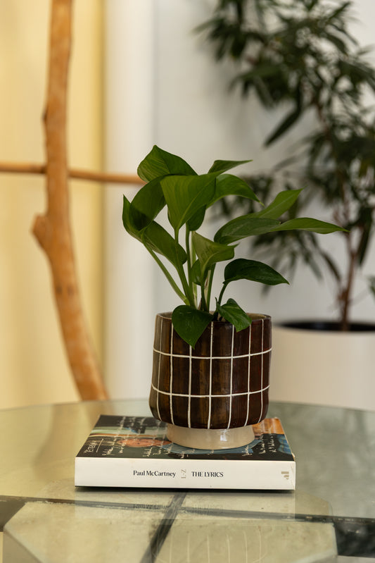 Chocolate Coated Planter Pot